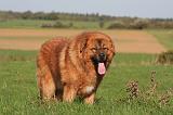 DOGUE DU TIBET 645